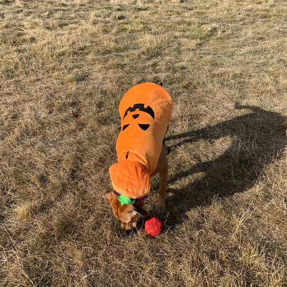 SOLD - Dog Halloween Costume π - Picture 5 of 6